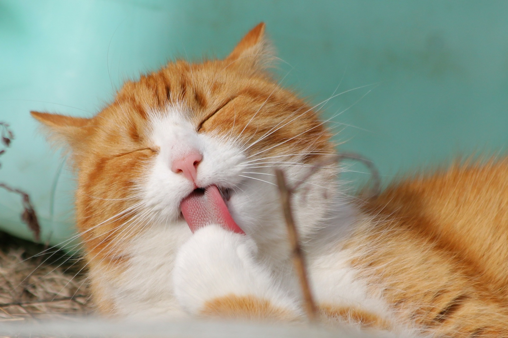 Why do cats groom themselves so often? Pawshake Blog