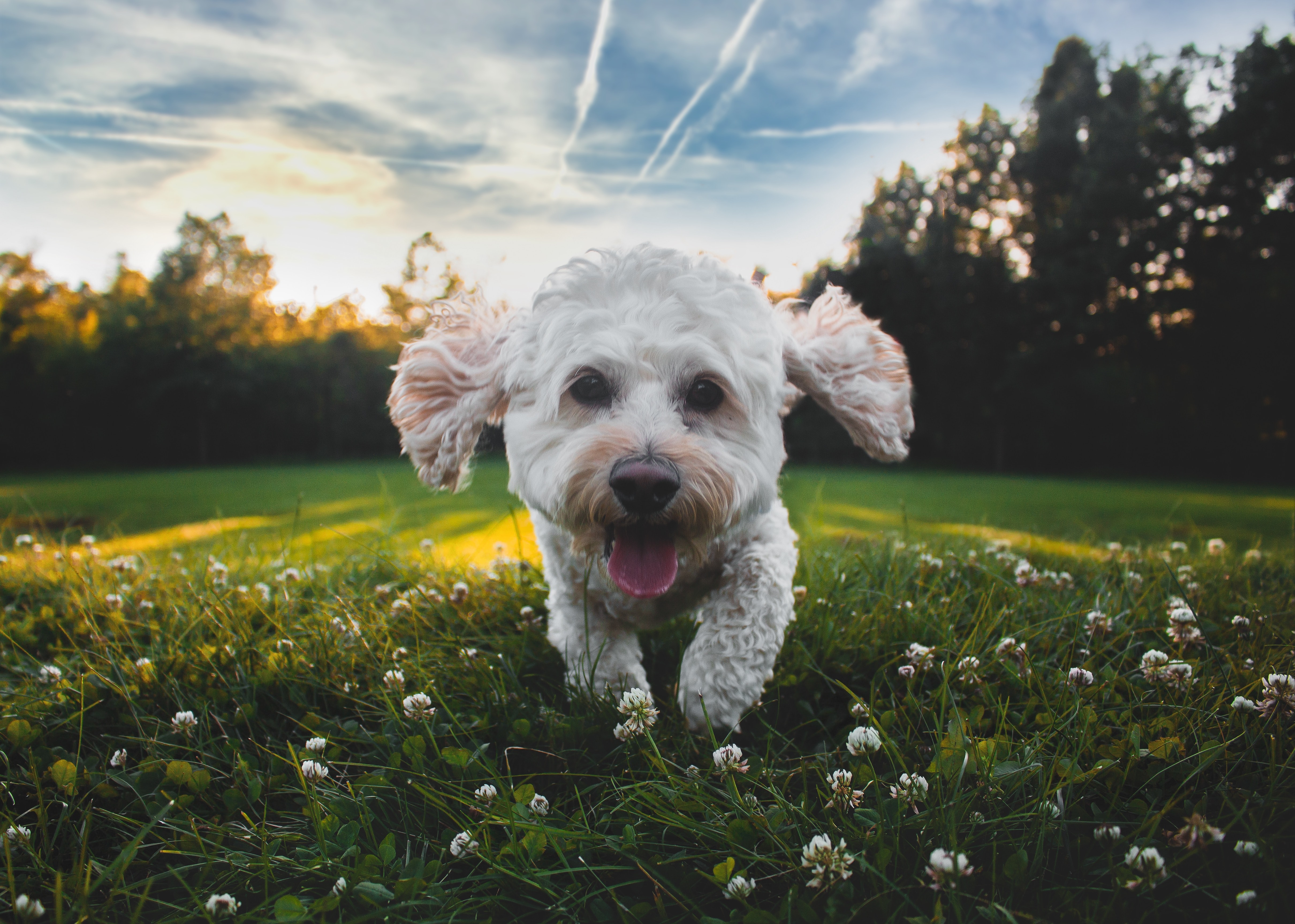 Spoodle Background Spoodle | Dog Breed Information | Pawshake Blog