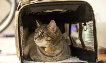 Cat in carrier