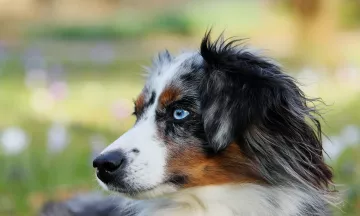 Australian Shepherd Dog