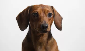 Brown, short-haired Dachshund