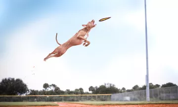 A Dog jumps for a Frisbee