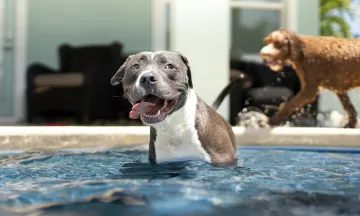 A dog in a pool