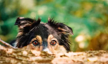 A Dog hides behind a branch