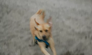 A blurry dog