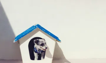 A dog in their kennel