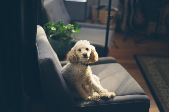 Poodle