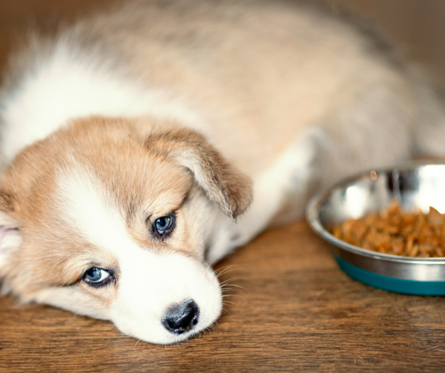 Dog looking listless. Separation anxiety can lead to other health issues.