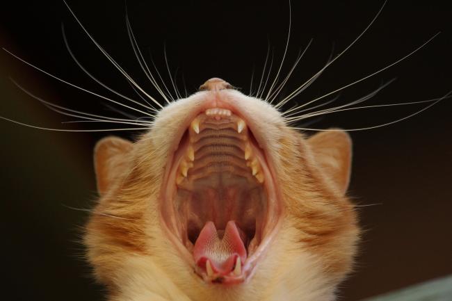 cat yawning