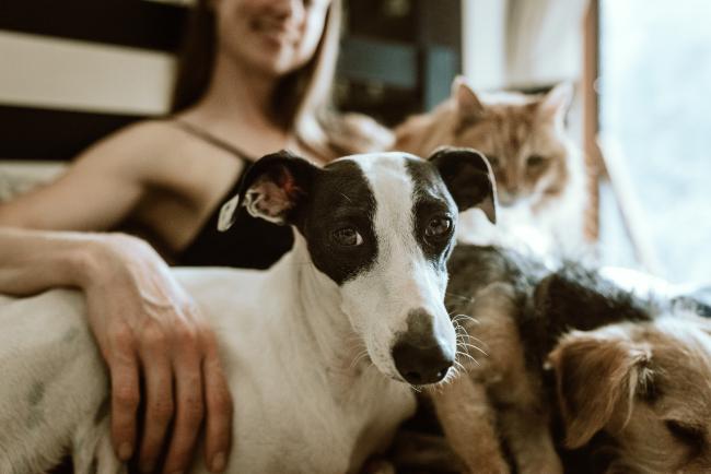 Pet sitter with dog and cat