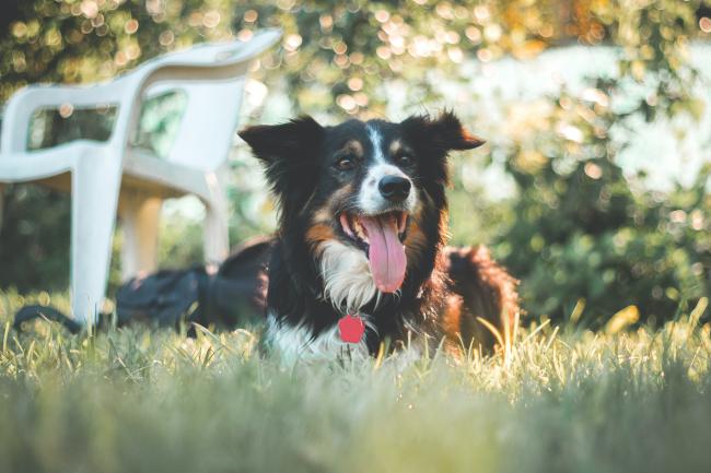 Border Collie sitting on grass
