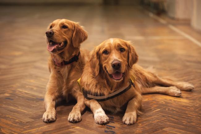 Two Golden Retrievers on polished floor
