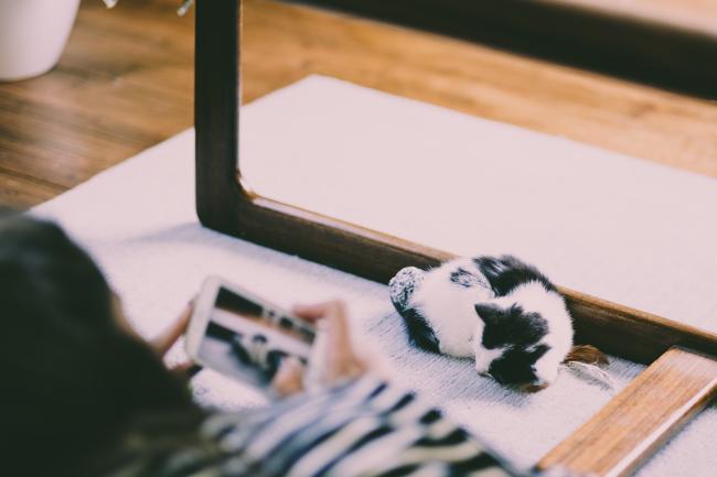 Pet sitter taking picture of black and white cat