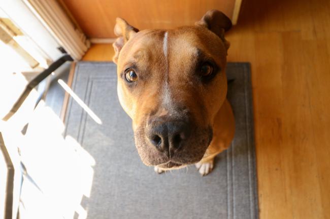 Brown dog begging for food