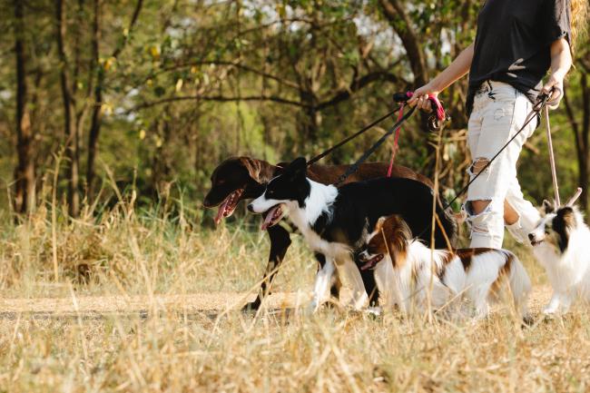 Multiple dogs and dog walker