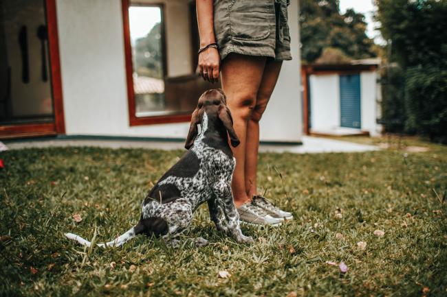 Dog training with owner in garden