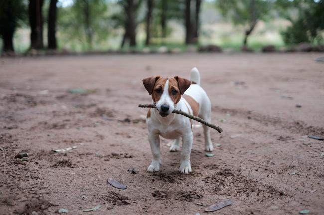 Jack Russell holding a stick
