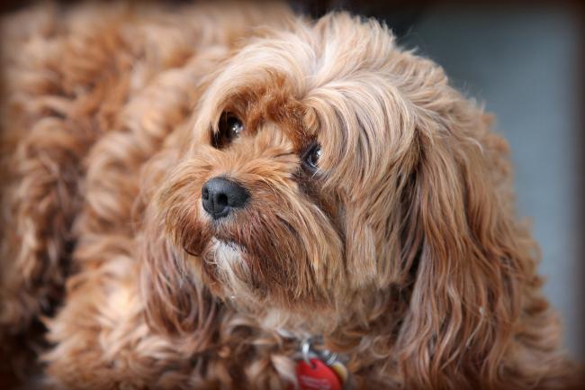 Cavoodle dog breed