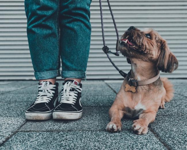 senior dog on leash