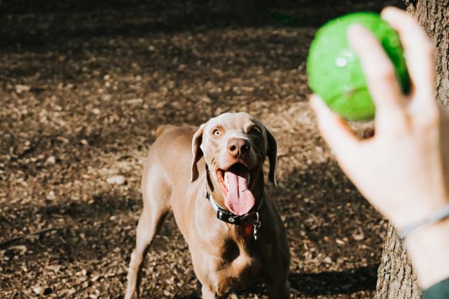 Dog chasing a ball in the park