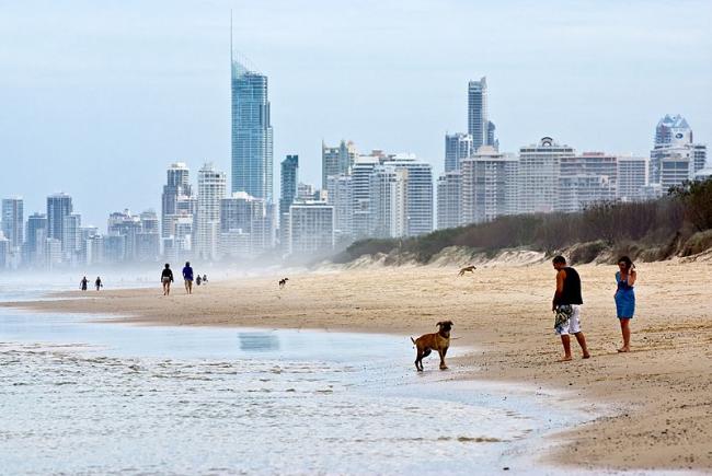 Dog and people on a Gold Coast beach
