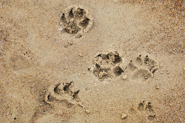 Dog paw prints in sand