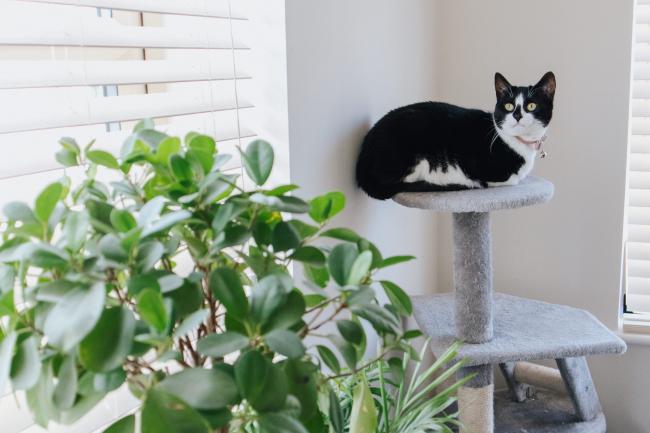 Cat on scratching post