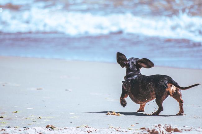 Dachshund on the beach