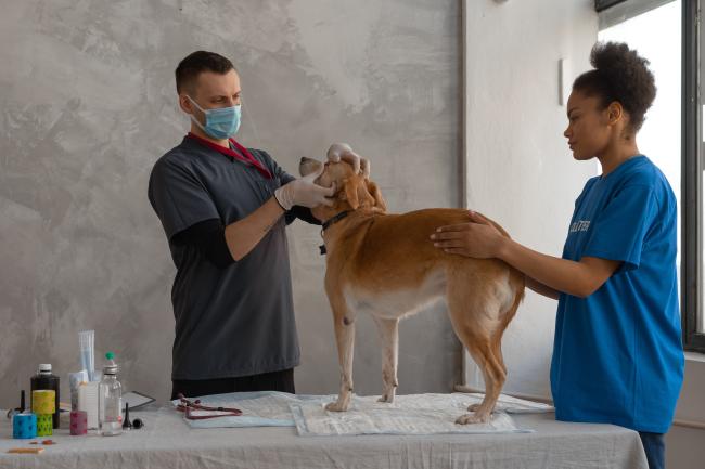 Dog with vet