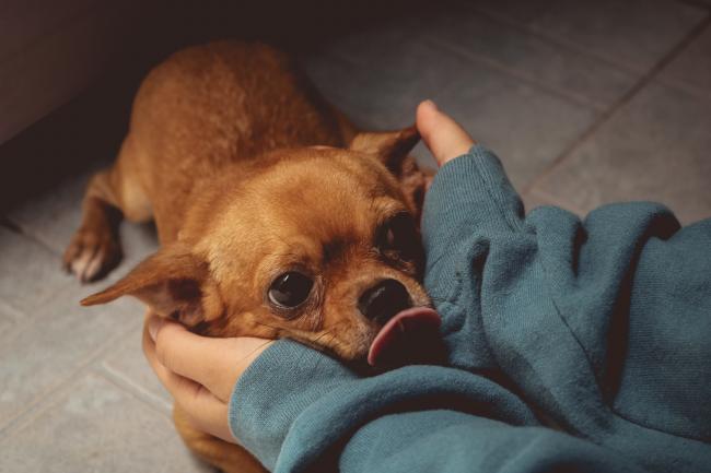 Dog being held by owner