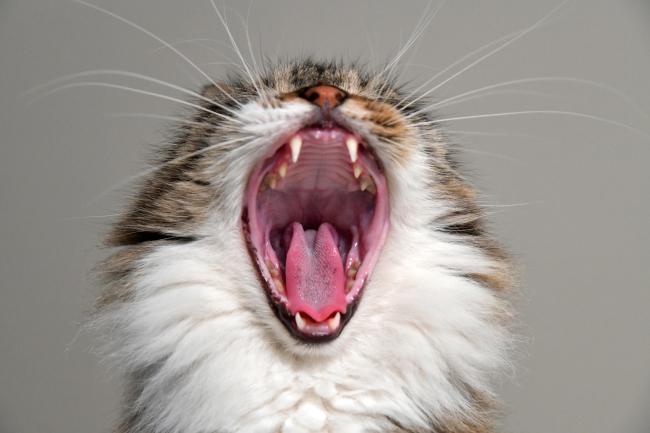 Cat yawning