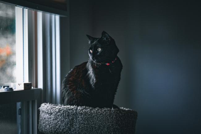 Cat on tower