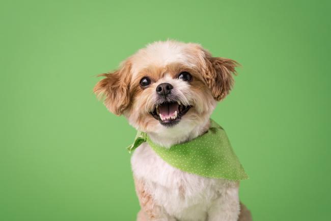 Dog with green bandana