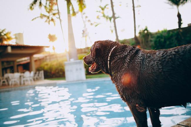 Dog beside swimming pool