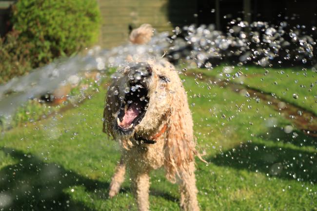 Dog splashing in water