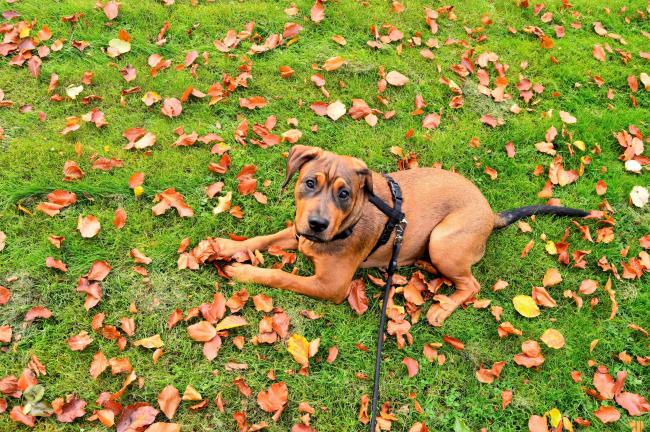 Dog on grass in dog park
