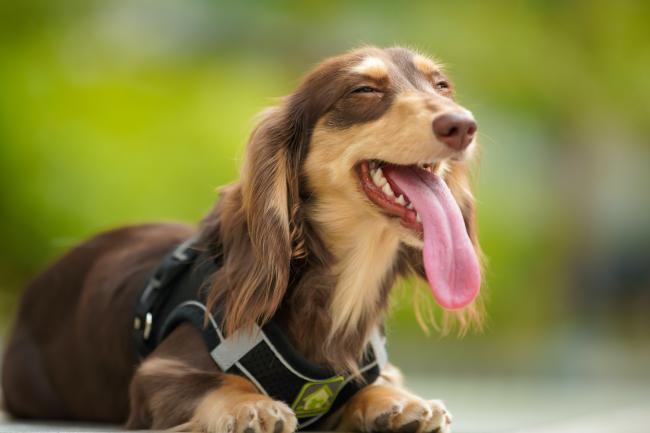 A long haired Dachshund panting