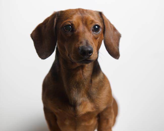 Brown, short-haired Dachshund