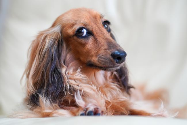 A long-haired Dachshund gives side-eye