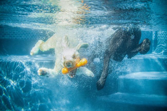 A dog with a pool toy