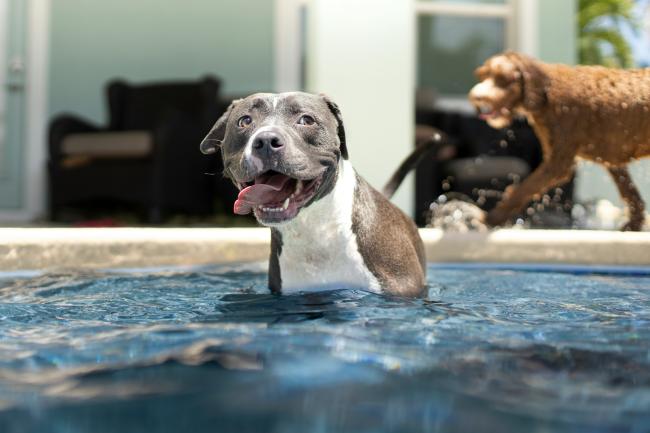 A dog in a pool