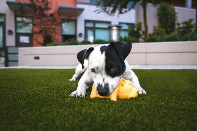 A dog with a dog toy