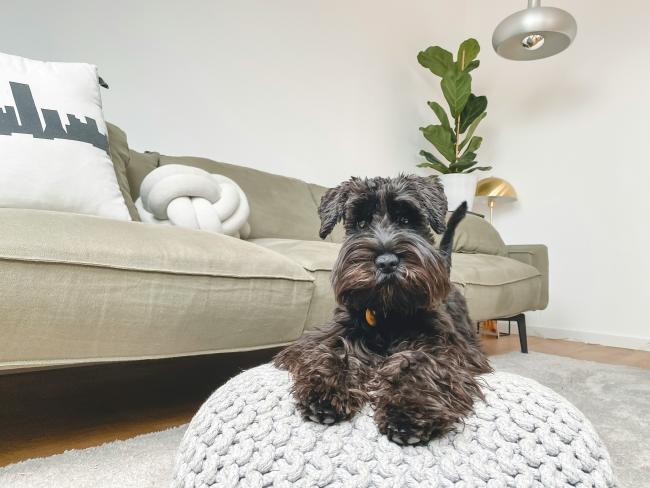 A dog on a foot rest