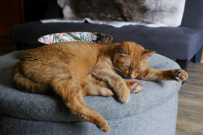 A ginger cat on a foot rest