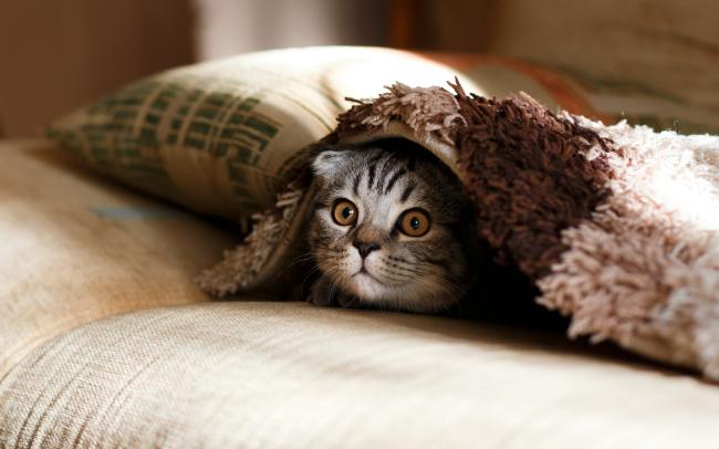 A cat under a blanket