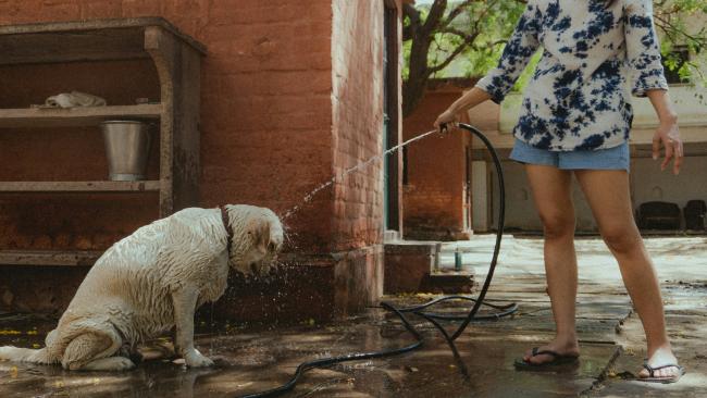 A Dog plays with the hose