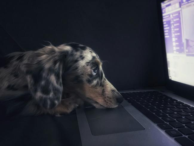 A dog looks after its online safety