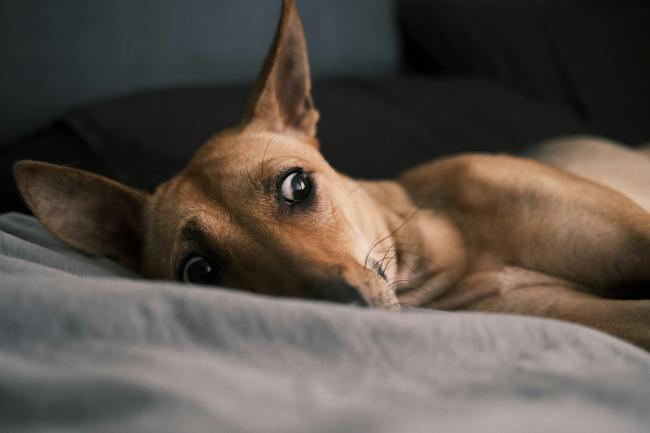 A confused dog