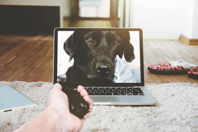 A picture of a dog on a laptop