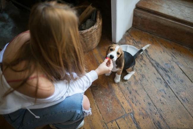 Puppies are often benefit greatly from the 24/7 care House Sitting can provide